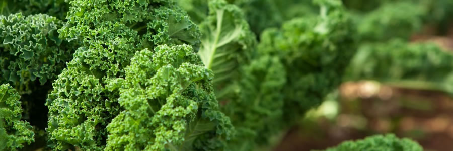 "Dr. Ariel Sardi - Especialista en Obesidad - Kale, la hortaliza súper nutritiva"